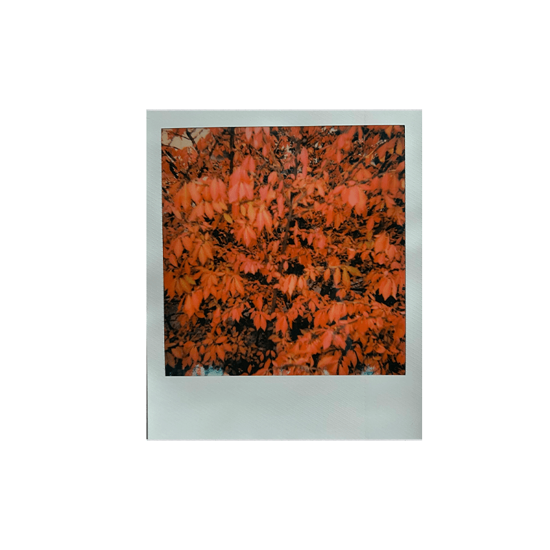 polaroid 600 film x3 5 cathaars1s min