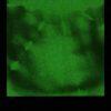 polaroid green duochrome cathaars1s2