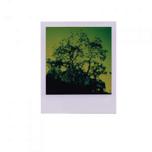 Касета Polaroid 600, Reclaimed Green