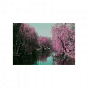 LomoChrome Purple Pétillant