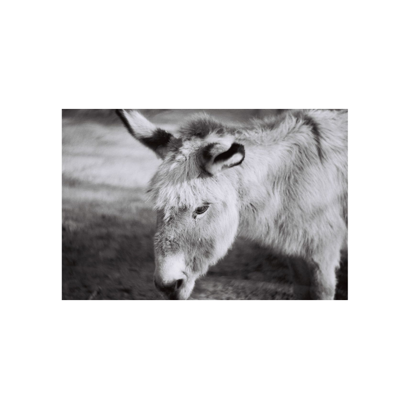 Lomochrome monochrome duet 2 Lomochrome monochrome duet 2