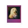 polaroid go_gradient_2 polaroid go gradient 2