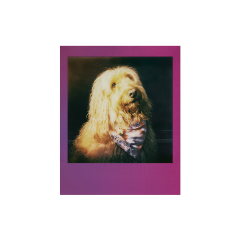 polaroid go gradient 2