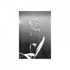 Lomography Babylon Kino B&W